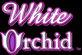 White Orchid
