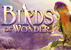 Birds Of Wonder