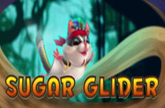 Sugar Glider