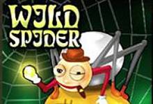 Wild Spider